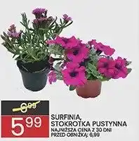 Wafelek Surfinia oferta