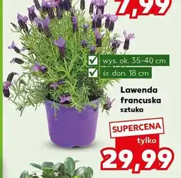 Kaufland Lawenda francuska oferta