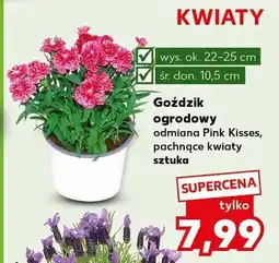 Kaufland Goździk ogrodowy odmiana Pink Kisses oferta