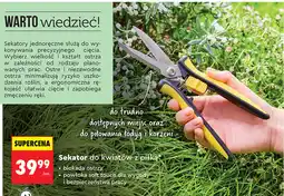 Biedronka Sekator do kwiatów z piłką GERLACH oferta