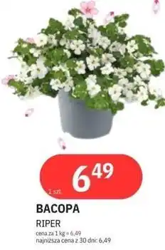 E.Leclerc BACOPA RIPER oferta