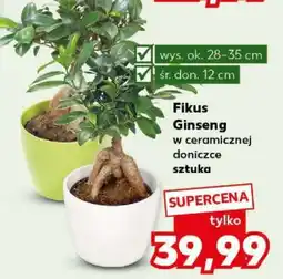 Kaufland Fikus Ginseng oferta