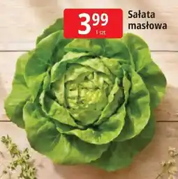 E.Leclerc Sałata masłowa oferta