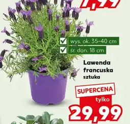 Kaufland Lawenda Ok oferta