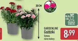ALDI Goździki oferta