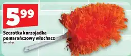 Topaz Szczotka kurzojadka pomarańczowy włochacz oferta