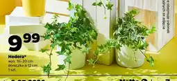 Netto Hedera wys. 15-20cm doniczka ø 12cm oferta