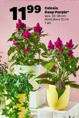 Netto Celosia Deep Purple wys. 33-38cm doniczka ø 12cm oferta