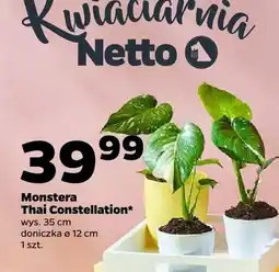 Netto Monstera Thai Constellation wys. 35cm doniczka ø 12cm oferta