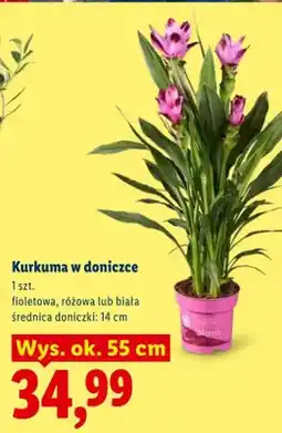 Lidl Kurkuma w doniczce biała oferta