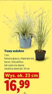 Lidl Trawy ozdobne carex ice dance oferta