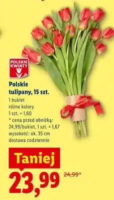 Lidl Polskie tulipany 15szt oferta