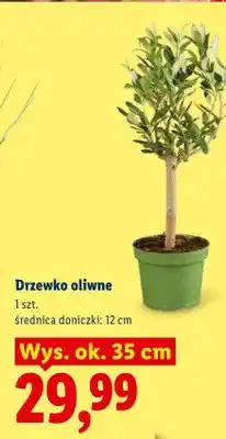 Lidl Drzewko oliwne oferta