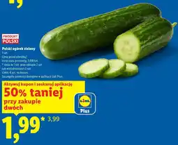 Lidl Polski ogórek zielony oferta