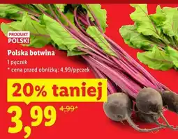 Lidl Polska botwina oferta