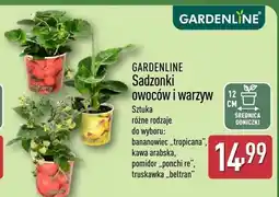 ALDI Sadzonki owoców i warzyw Gardenline truskawka beltran oferta