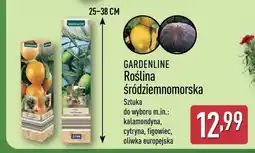 ALDI Roślina śródziemnomorska Gardenline oliwka europejska oferta