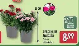 ALDI Goździki Gardenline oferta