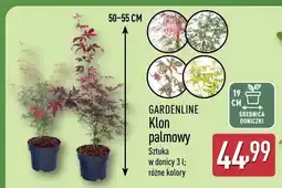 ALDI Klon palmowy Gardenline w donicy oferta