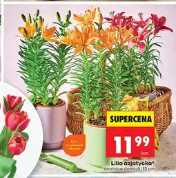 Biedronka Lilia azjatycka średnica doniczki 13cm oferta