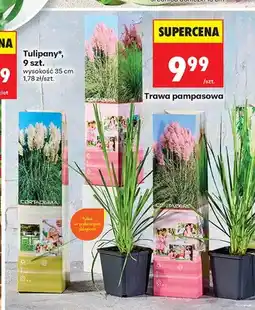 Biedronka Trawa pampasowa oferta
