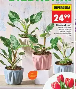 Biedronka Filodendron White Knight średnica doniczki 12cm oferta