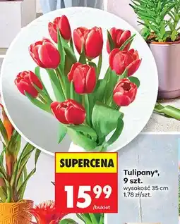 Biedronka Tulipany wysokość 35cm oferta