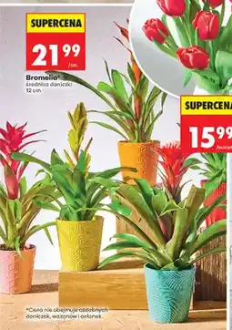 Biedronka Bromelia średnica doniczki 12cm oferta