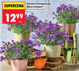 Biedronka Kwiat Campanula Blue Ocean oferta