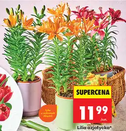 Biedronka Lilia azjatycka oferta