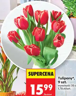 Biedronka Tulipany*, 9 szt oferta