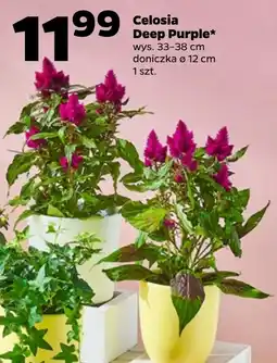 Netto Roślina doniczkowa Deep Purple oferta