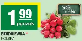 Spar Rzodkiewka polska oferta