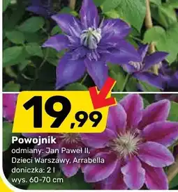 Bricomarche Powojnik odmiana Arrabella doniczka 2l wys. 60-70cm oferta