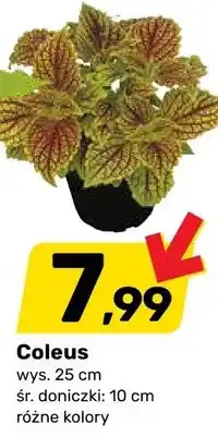 Bricomarche Coleus wys. 25cm śr. doniczki 10cm oferta