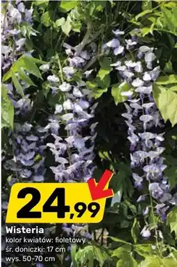 Bricomarche Wisteria kolor kwiatów fioletowy śr. doniczki 17cm wys. 50-70cm oferta