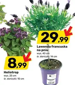 Bricomarche Lawenda francuska na pniu wys. 40cm śr. doniczki 14cm oferta