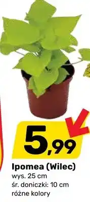 Bricomarche Ipomea (Wilec) wys. 25cm śr. doniczki 10cm oferta