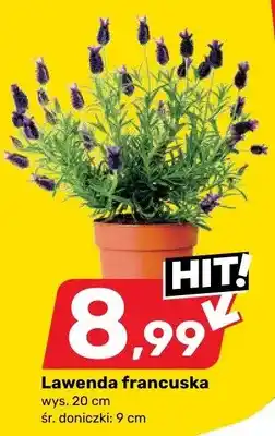 Bricomarche Lawenda francuska wys. 20cm śr. doniczki 9cm oferta