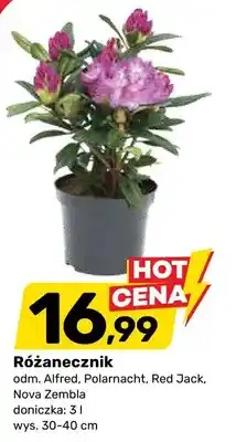 Bricomarche Różanecznik odm. Alfred Polarnacht Red Jack Nova Zembla doniczka 3l wys. 30-40cm oferta