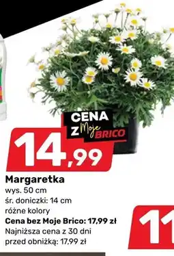 Bricomarche Margaretka wys. 50cm śr. doniczki 14cm różne kolory oferta