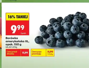 Biedronka Borówka amerykańska XL oferta
