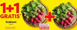 Polomarket Rzodkiewki oferta