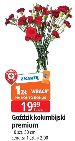 E.Leclerc Goździk kolumbijski premium oferta