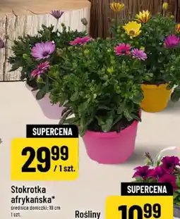 Polomarket Stokrotka afrykańska średnica doniczki 19cm oferta