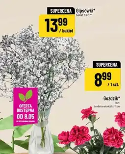 Polomarket Goździk średnica doniczki 11cm oferta