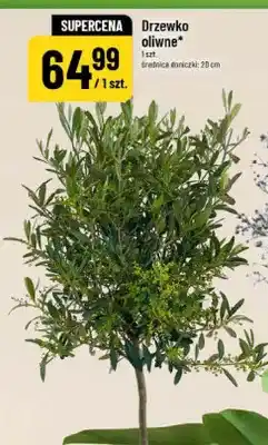 Polomarket Drzewko oliwne średnica doniczki 20cm oferta