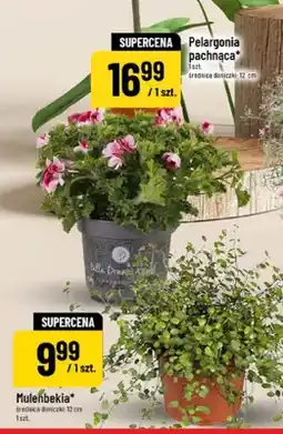 Polomarket Muelenbekia średnica doniczki 12cm oferta