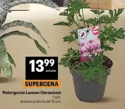 Delikatesy Centrum Pelargonia Lemon Geranium średnica doniczki 12cm oferta