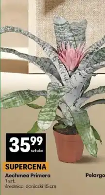 Delikatesy Centrum Aechmea Primera średnica doniczki 15cm oferta